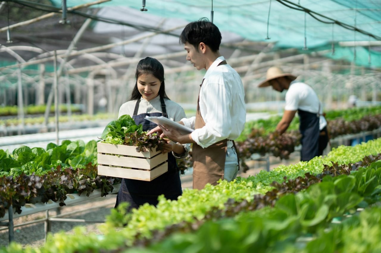 attractive-agriculturists-harvesting-green-oak-and-lettuce-together-at-green-house-farm-asian-farme.jpg